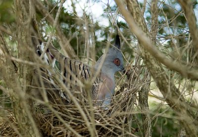 Crested Pigeon 01/01