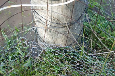 Encroachment Into The Yard