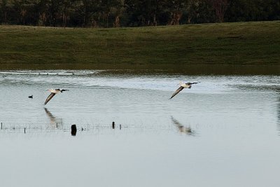 Pelican Patrol 16/06