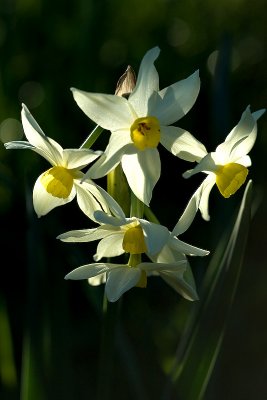 Jonquils 14/07