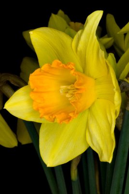 Daffodil Day 24/08