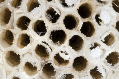 Paper Wasp Nest 25/08