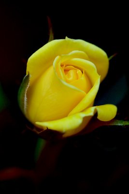 Yellow Rose 28/09