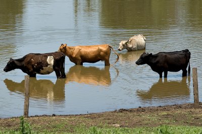 Bovine Reflections 15/12