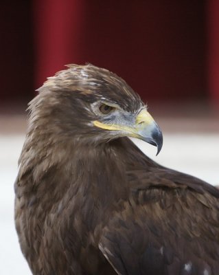 Bianca- Stepp Eagle