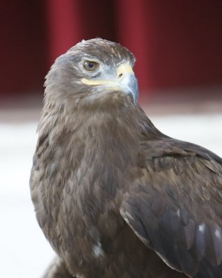 Stepp Eagle