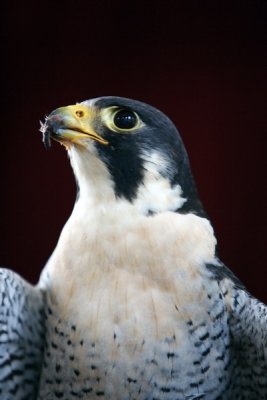 Perigine Falcon
