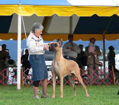 Great Dane - Working Group