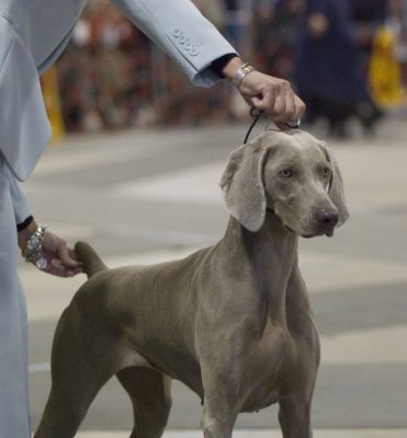 Weimaraner Group 1 Winner - Sporting Group