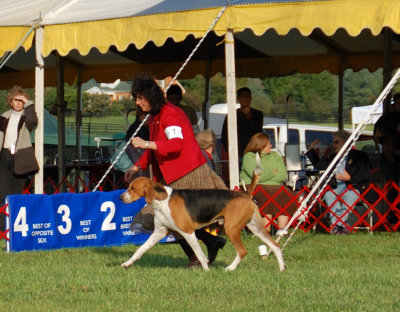 American Foxhound - Best In Show Ring