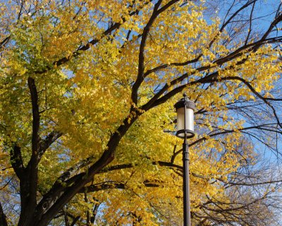 Elm Tree/ Autumn Leaves on the Mall