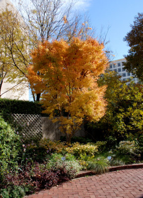 Smithsonian Garden - Ornamental Maple