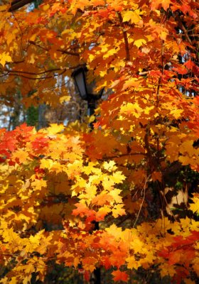 Maple Tree at Mt. Vernon