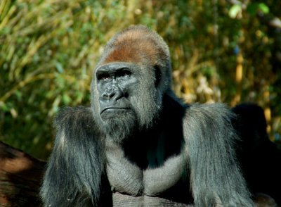 Male Gorilla