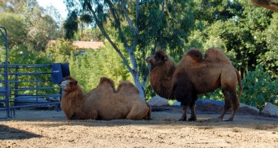 Camels