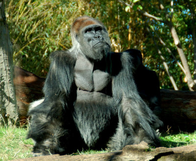 Gorilla