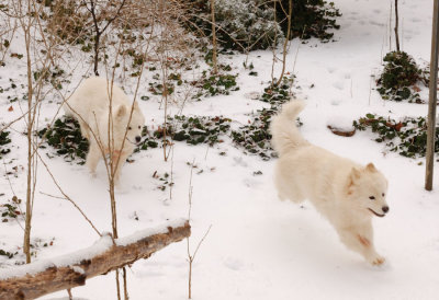Maggie & Joey running in Snow