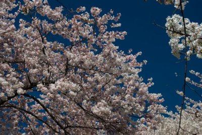 Cherry Blossoms - 2007