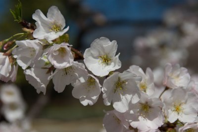 Cherry Blossoms - 2007
