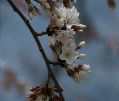 Cherry Blossoms