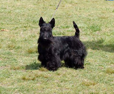 Scottie In Terrier Group