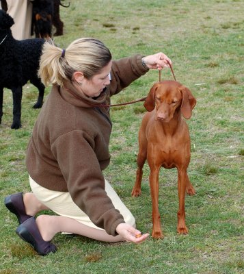 Vizsla In Sporting Group