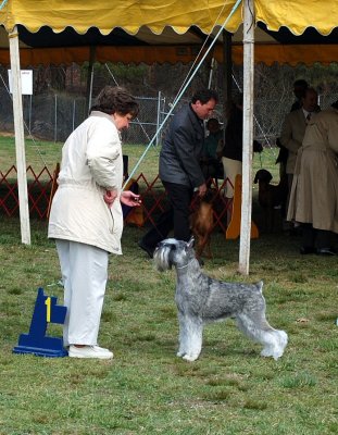 Standard Schauzer In Working Group