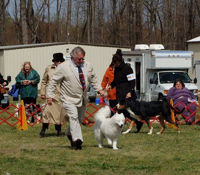 Samoyed - In Group