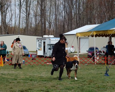 Greater Swiss Mountain Dog - In Group