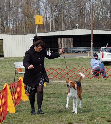 American Foxhound - in Group