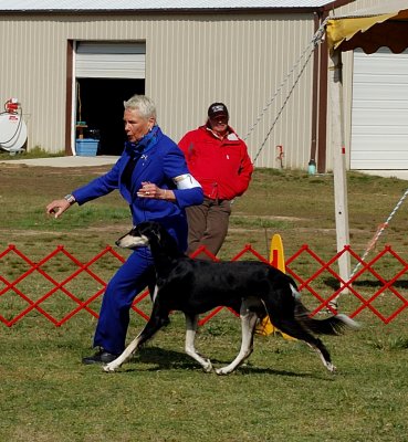 Saluki - In BIS Ring