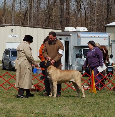 Mastiff - In Working Group