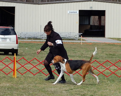 American Foxhound - Hound Group