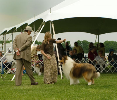 Rough Collie #15