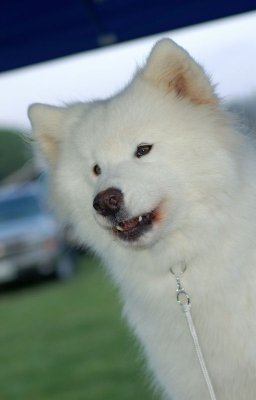 Gracie 4