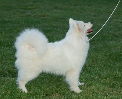 Gracie 5