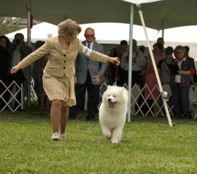 Samoyed #17 - Bred-By-Exhibitor