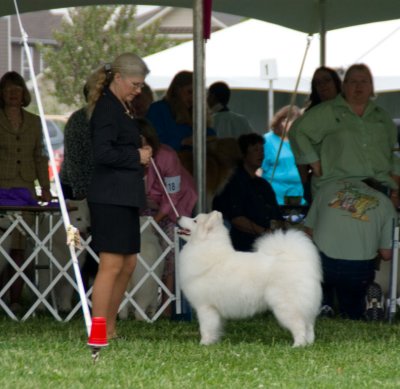 Samoyed #24 - Bred-By Exhibitor Bitch