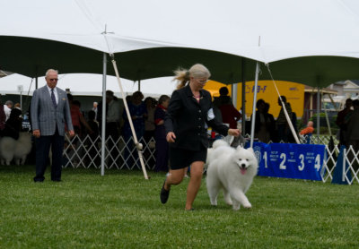 Samoyed #7 - Best Puppy