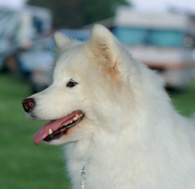 Gracie 7