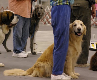 Langley Kennel Club Show - May 27, 2007