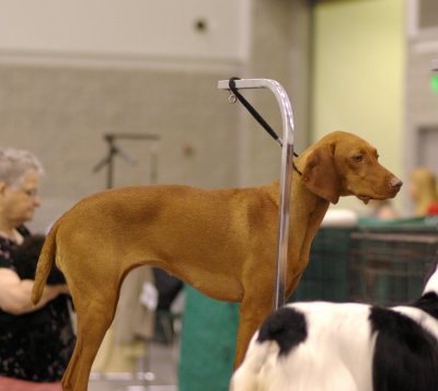 Vizsla - Grooming