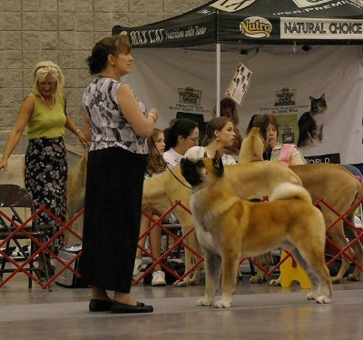 Akita #19 - Ch. Wicca's-CR Lethal Weapon