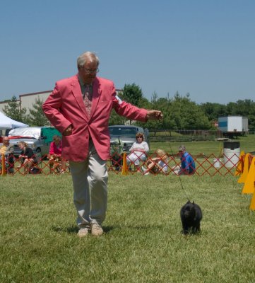 Schipperke in Non-Sporting Group