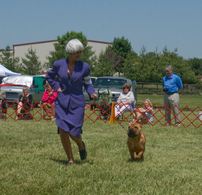 Chinese Shar-Pei in Non-Sporting Group