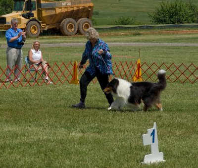 Rough Collie - #28 Ch. Tartanside Brookwood Fiesta