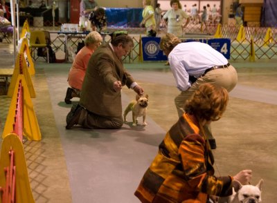 French Bulldog Judging