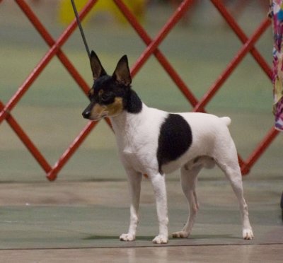 Toy Fox Terrier #9 - Ch. Lalique Jumpin' Jack Flash