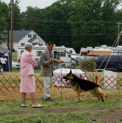 German Shepherd - Herding Group Winner