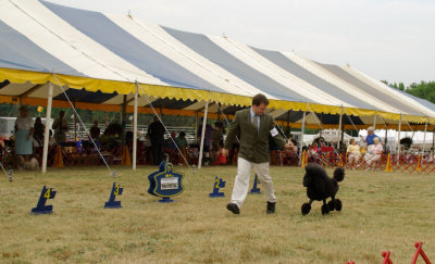 Standard Poodle - in Non-Sporting Group